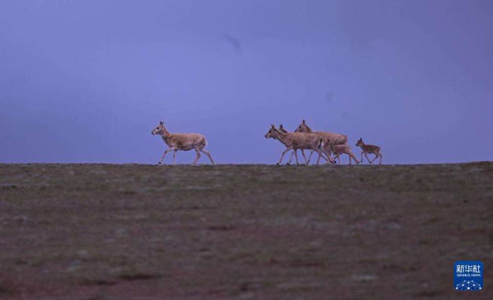 上万只藏羚羊聚集在可可西里卓乃湖产仔
