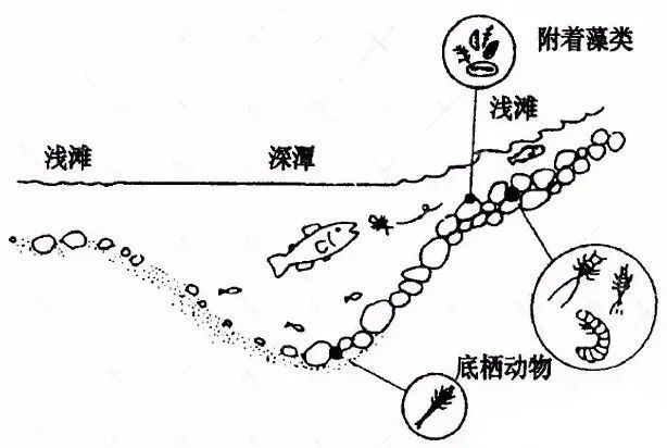 真的想问：淡水鱼被冲入大海后去哪了？还能活吗？_腾讯新闻
