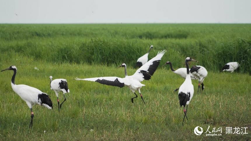 旅发看"鹤城"丨在扎龙国家级自然保护区看丹顶鹤惬意栖息