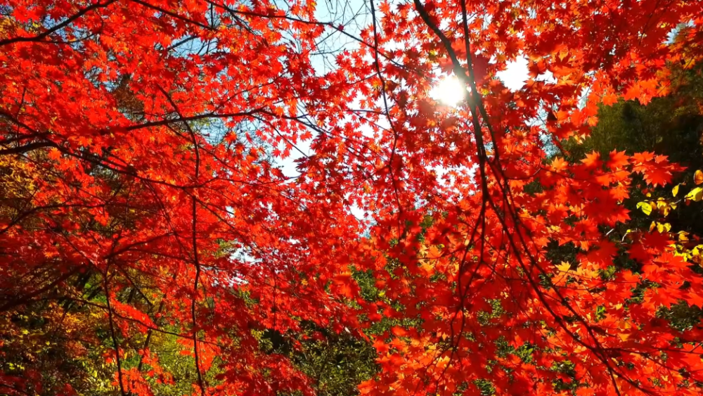 枫林美景尽收走进长白的秋天才能发现每一个叶脉都闪耀生命年轮的光辉