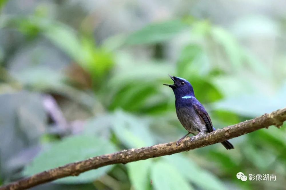 褐胸山鷓鴣白眶斑翅鶥看這位攝影師鏡頭裡的鳥鳴嚶嚶