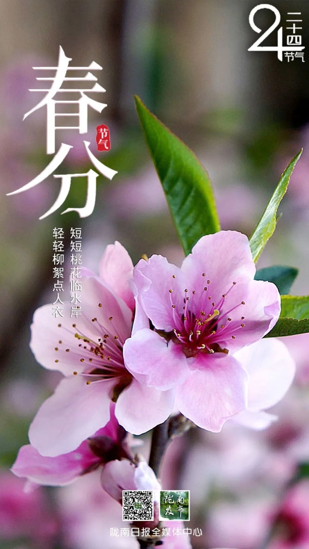 今日春分,陇南花红柳绿,漫山春意._腾讯新闻