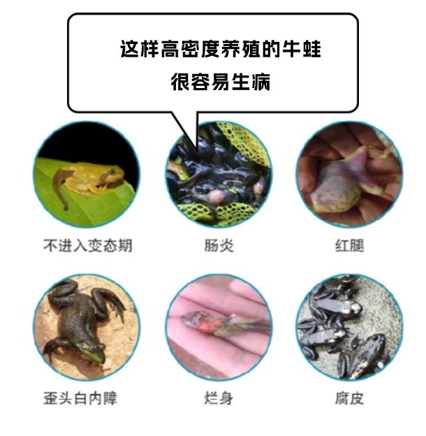 青蛙身体里的寄生虫图片