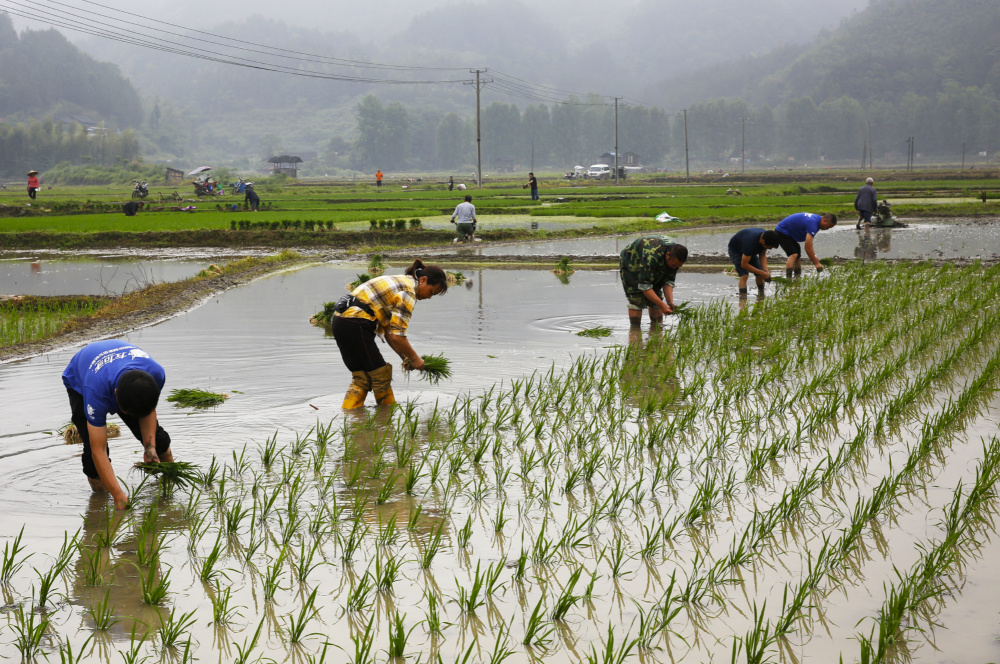 农户们踩着泥水躬身栽秧(张贻华  摄)据了解,绥宁县近年来积极开展