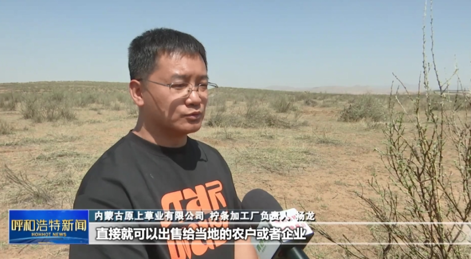 内蒙古原上草业有限公司 柠条加工厂负责人 杨龙:我们回去首先经过揉