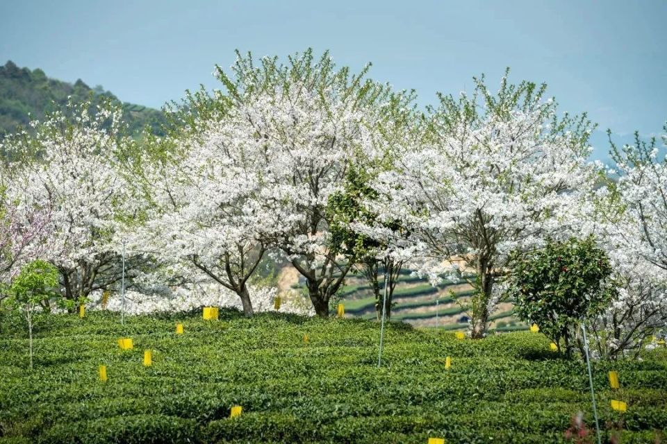 磻溪,满屏都是春!