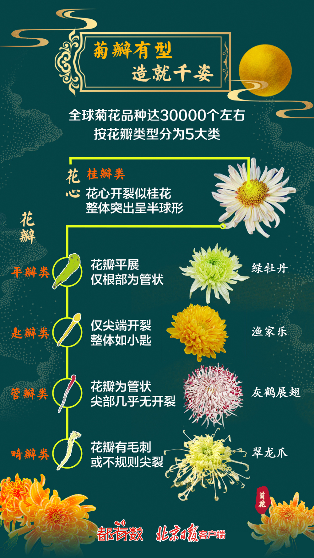 菊花种类名称及图片图片