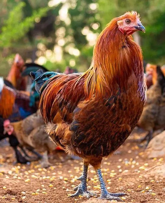 武定壮鸡的最佳"打开"方式