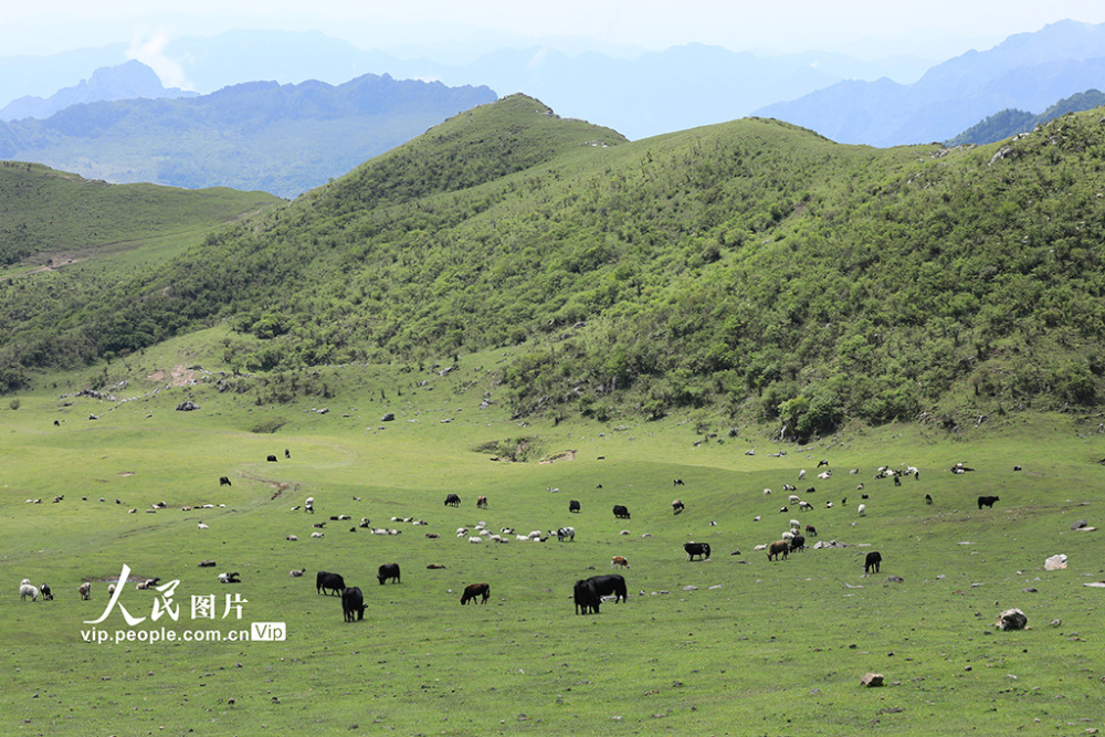 甘肃陇南草原牧场生态美