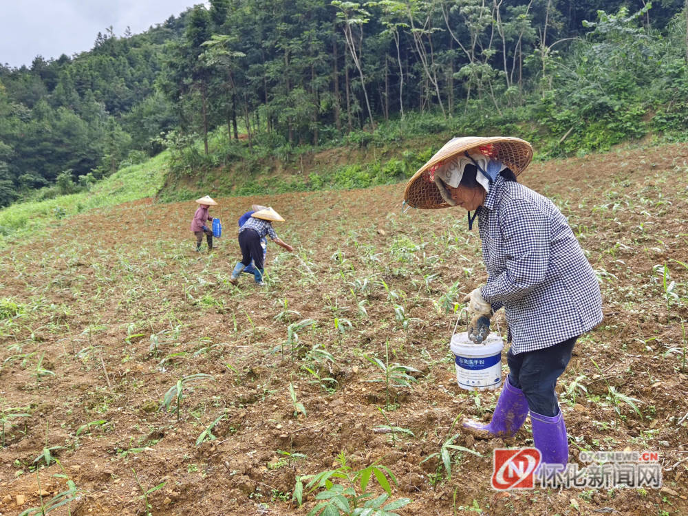 [南方生姜网-图片加载]