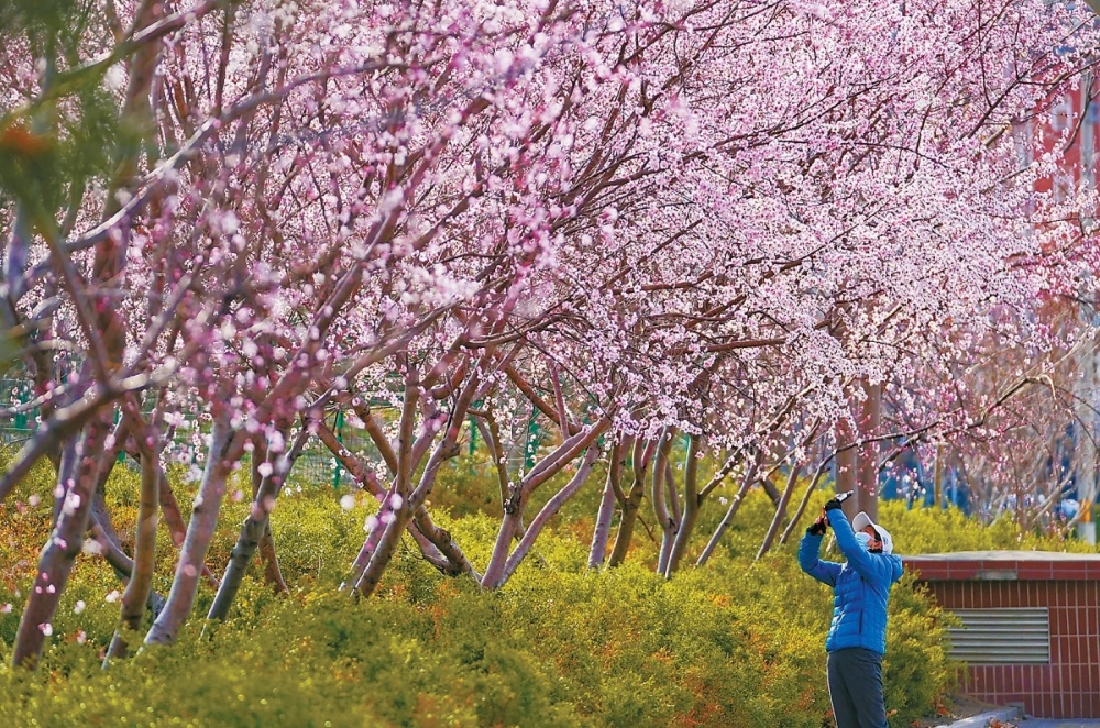 春意盎然京城千花百卉争明媚一组美图送上