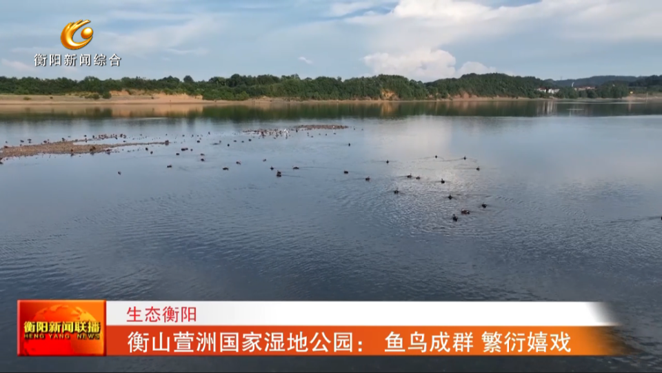生态衡阳 衡山萱洲国家湿地公园: 鱼鸟成群 繁衍嬉戏