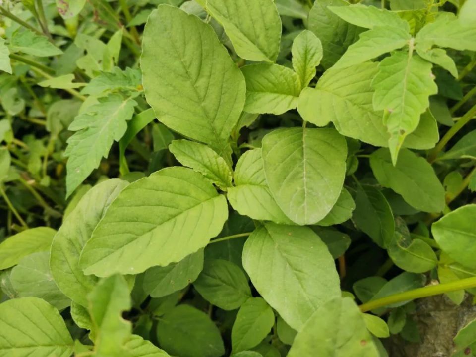 万物有灵 | 野外珍馐金不换——野苋菜