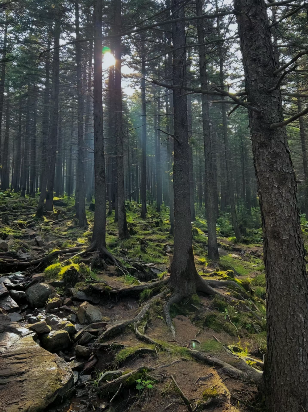 芦芽山景区图片