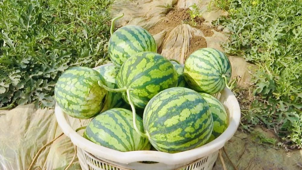 吃瓜季！杨林100亩西瓜甜蜜上市_腾讯新闻