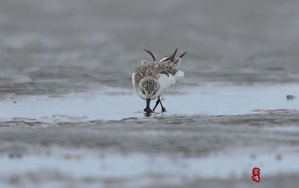鸟中的大熊猫(勺嘴鹬 ).