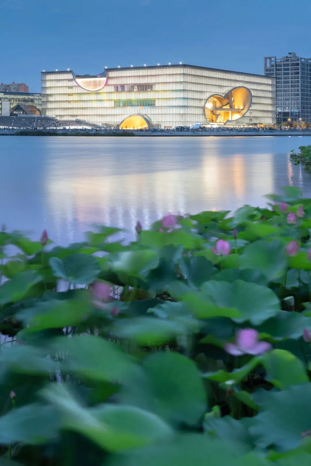 嘉定远香湖畔夏日荷景太美啦