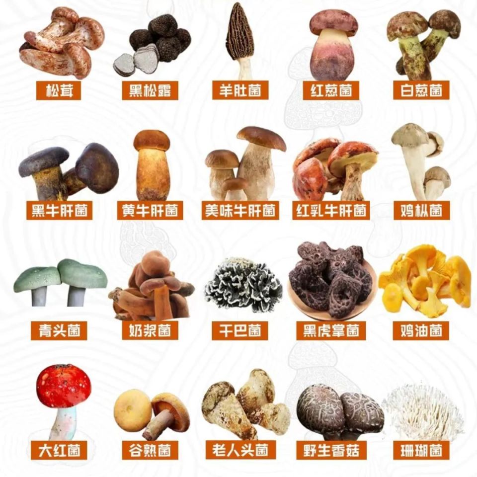 野生菌美食|雨季来临之际,云南人化身"菇勇者".