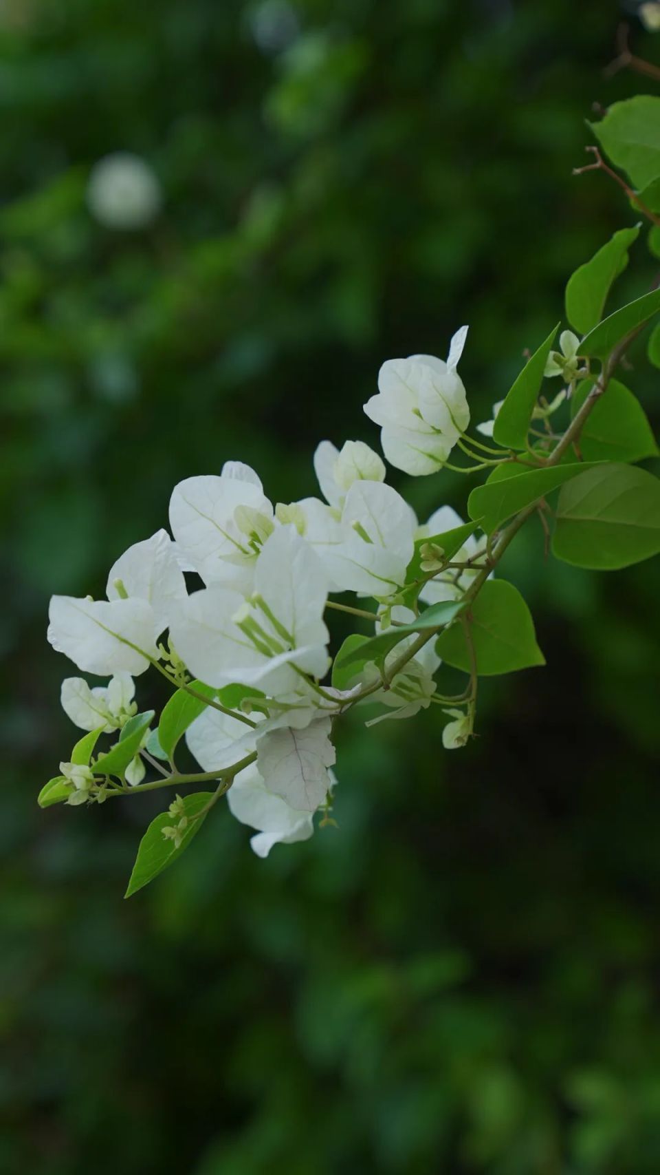 小城芒市三角梅开得正盛,快来打卡吧!
