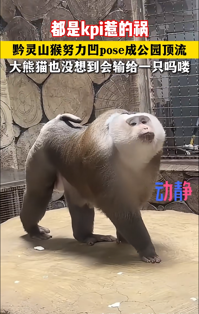 "网红猴"的名字叫"小老费","费"在贵阳话里是调皮,活泼的意思,"因为它