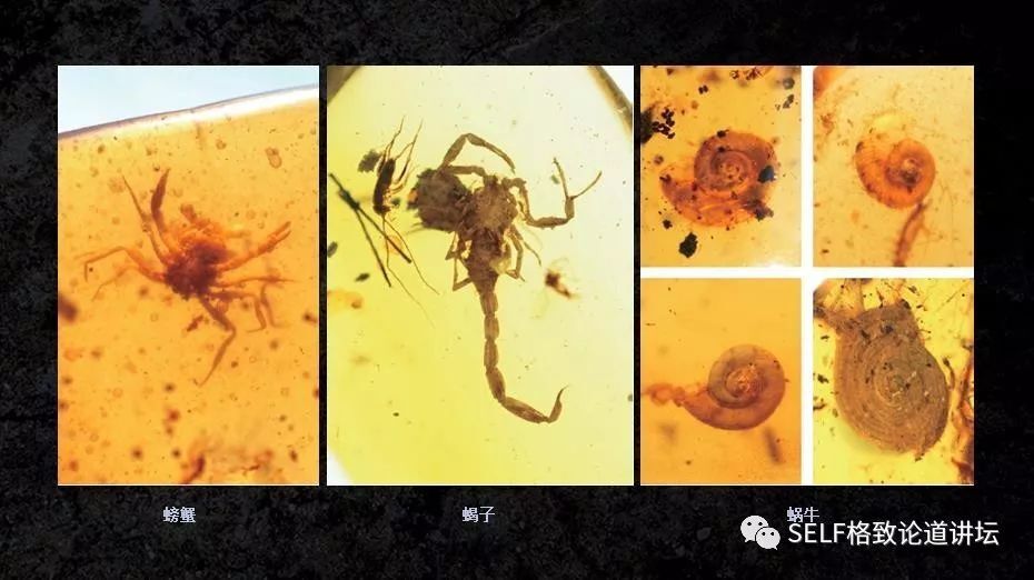 入了琥珀这个"坑",我才发现地球上曾经存在过这么奇特的生物 | 王博