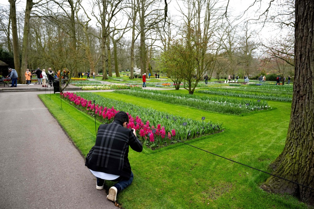 荷兰库肯霍夫公园迎来开园75周年2