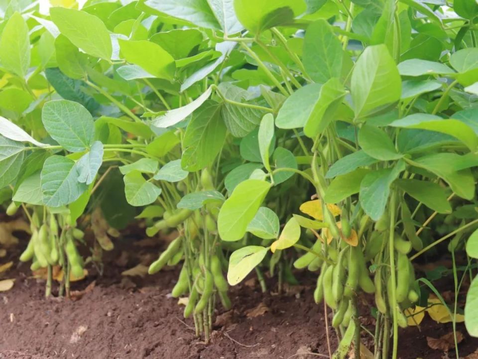 大营镇:毛豆满枝藏"密码" 解锁乡村振兴好"丰"景