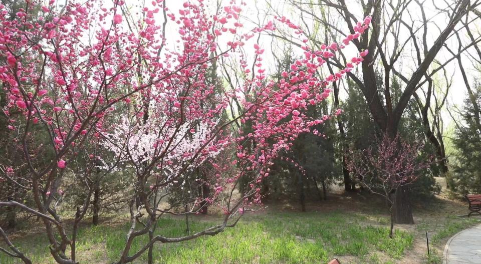 海淀公园淀园花谷莫奈花园5月底开放