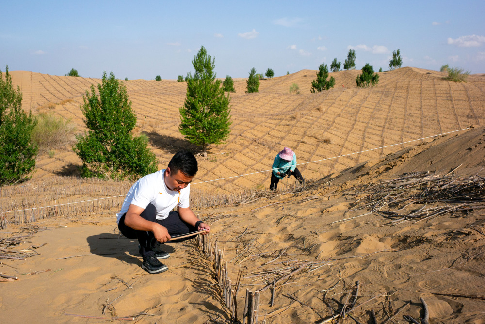 6月5日,在位于内蒙古杭锦旗的库布其沙漠一处治沙点,李挺(左)查看沙柳