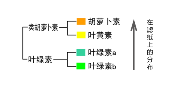 叶绿素提取色素带图片