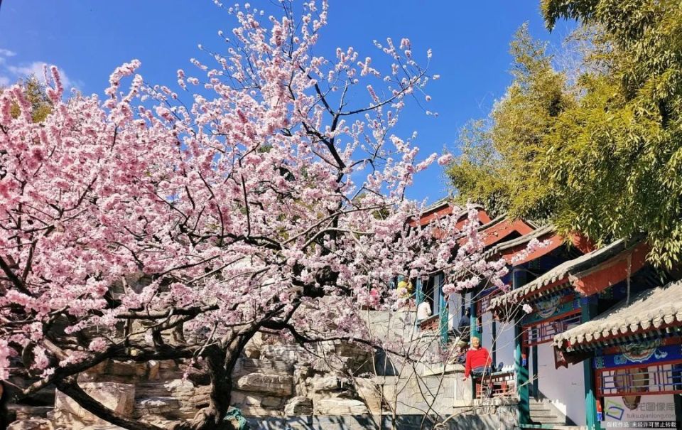 清明赏花踏青北京这些小众公园值得去