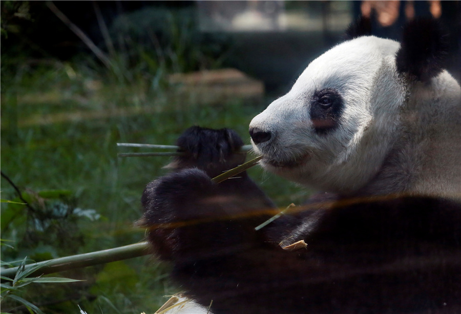 墨西哥城动物园为大熊猫欣欣庆生