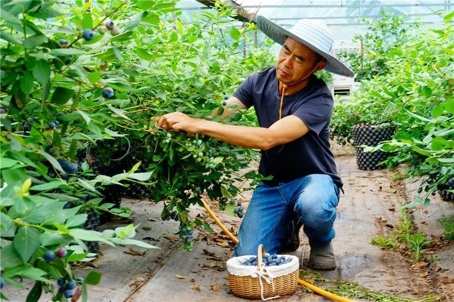 遂宁的初夏"果"然很甜,又有采摘上新啦!