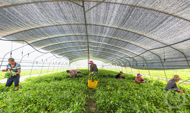 产业集群强乡村 蔬菜收获忙供应