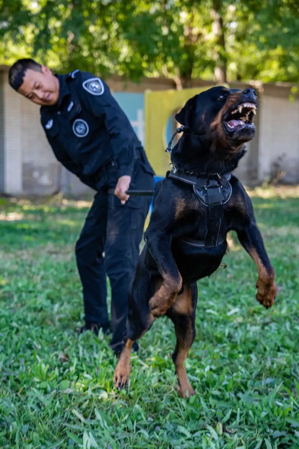中国警犬大揭秘