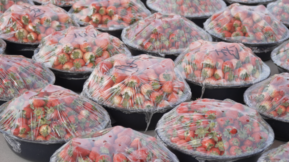 2月27日,九派新闻记者前往武汉新华南国际果品市场,走访多家草莓批发