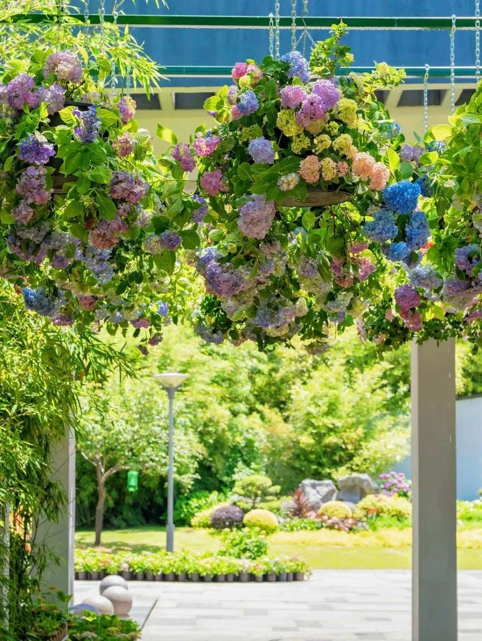 漫山遍野的绣球花海美到失语,趁人少我先冲了!