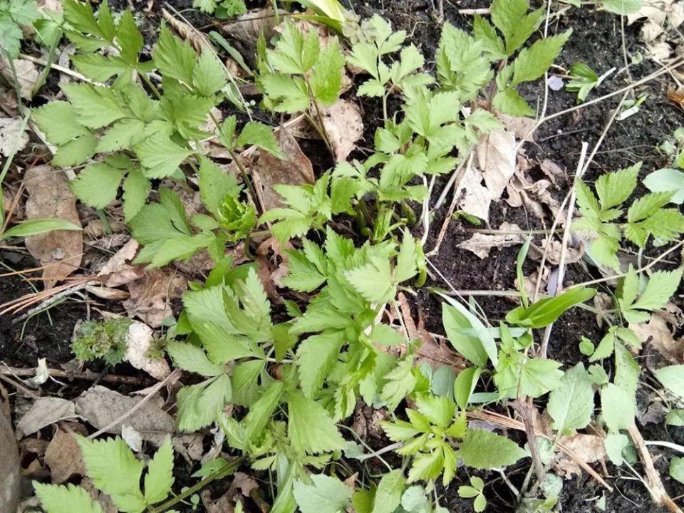 长岛野菜山里会图片图片