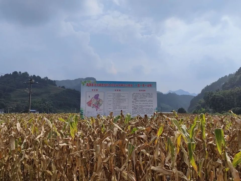 通过近两年的本地玉米制种探索生产,以遵义农资(集团)农之本种业有限