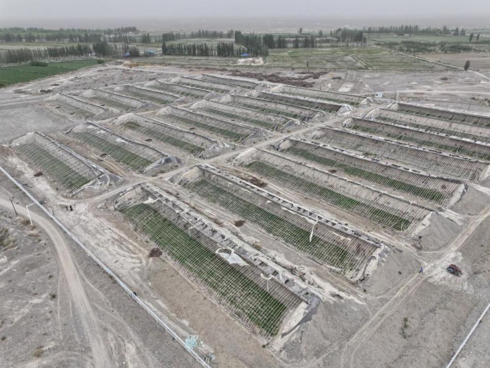 新疆阿拉尔市:特色种植"百花齐放" 产业振兴"硕果盈枝"