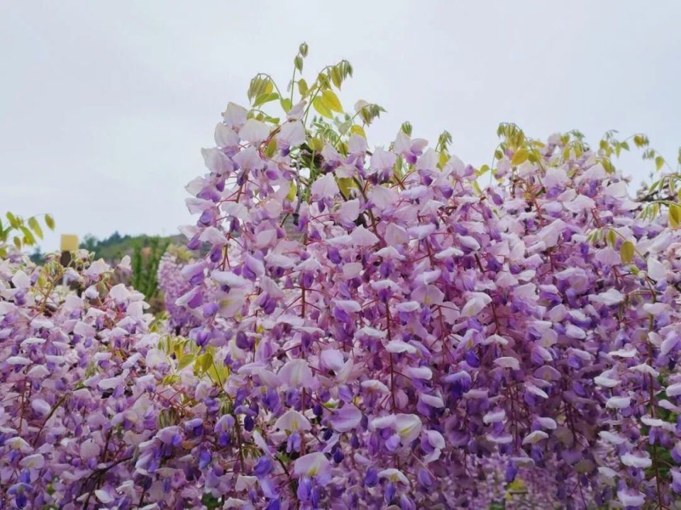 春天紫色的花有哪些?图片