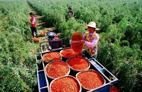 种枸杞一亩地能赚多少(种植枸杞子1亩地能收入多钱?)
