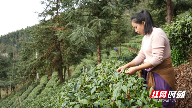 宜章县关溪乡直播进茶园绿叶变金叶