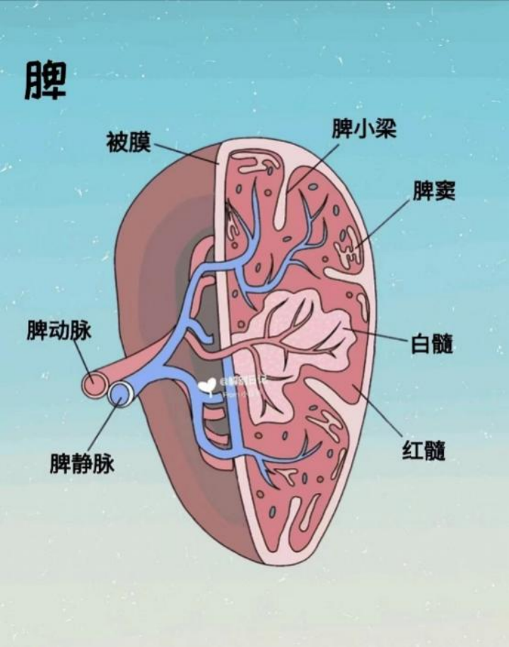 脾包膜图片