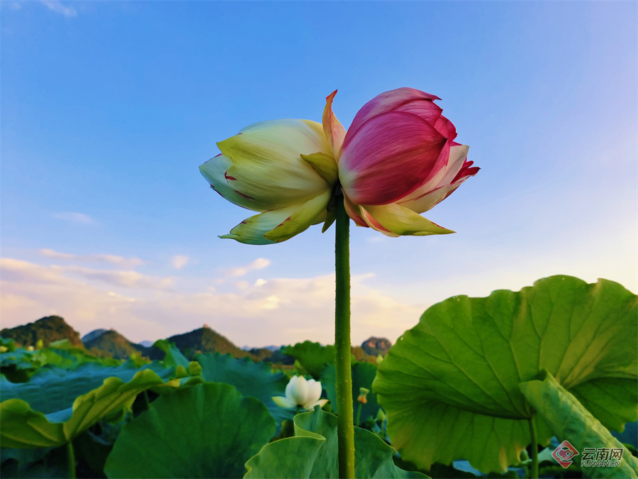 三色"小洒锦"惊艳绽放