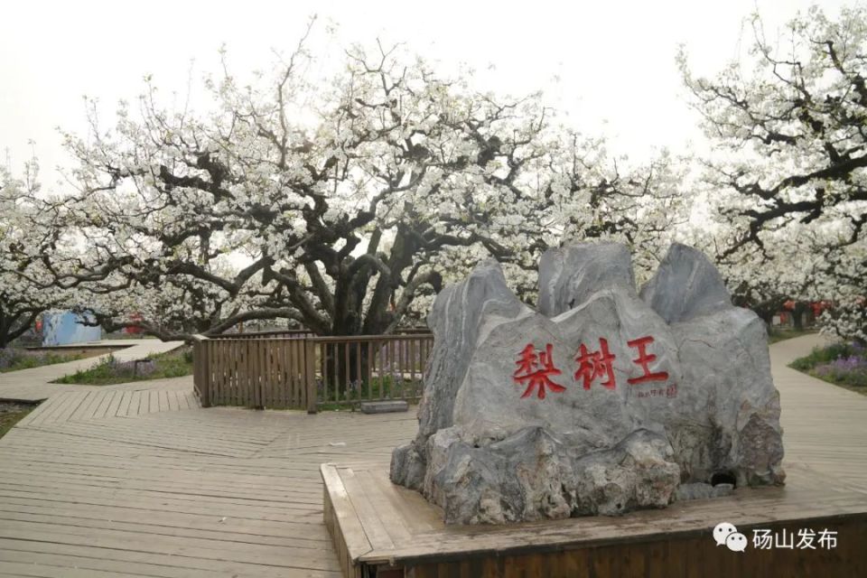梨树王景区也是春天的漫舞我们看的是如雪的白在那里都是有着连片的老