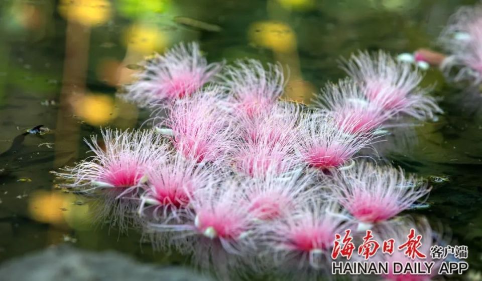 "时下,海南儋州七里村的玉蕊花迎来盛开季.