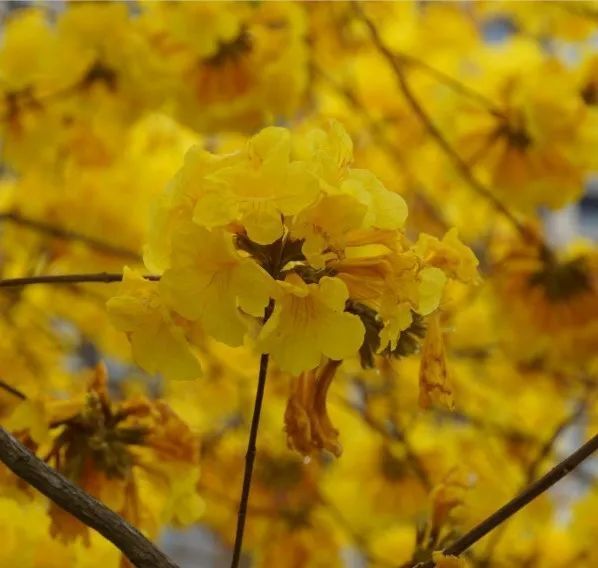 黄花风铃木朋友圈图片