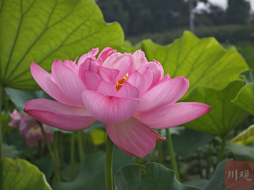 菏花照片图片