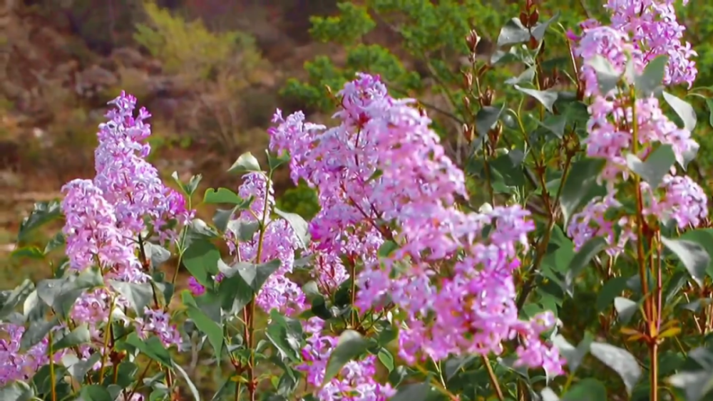 是到贺兰山赏丁香花开的最佳时期每年的5至6月间因花筒细长如钉故名